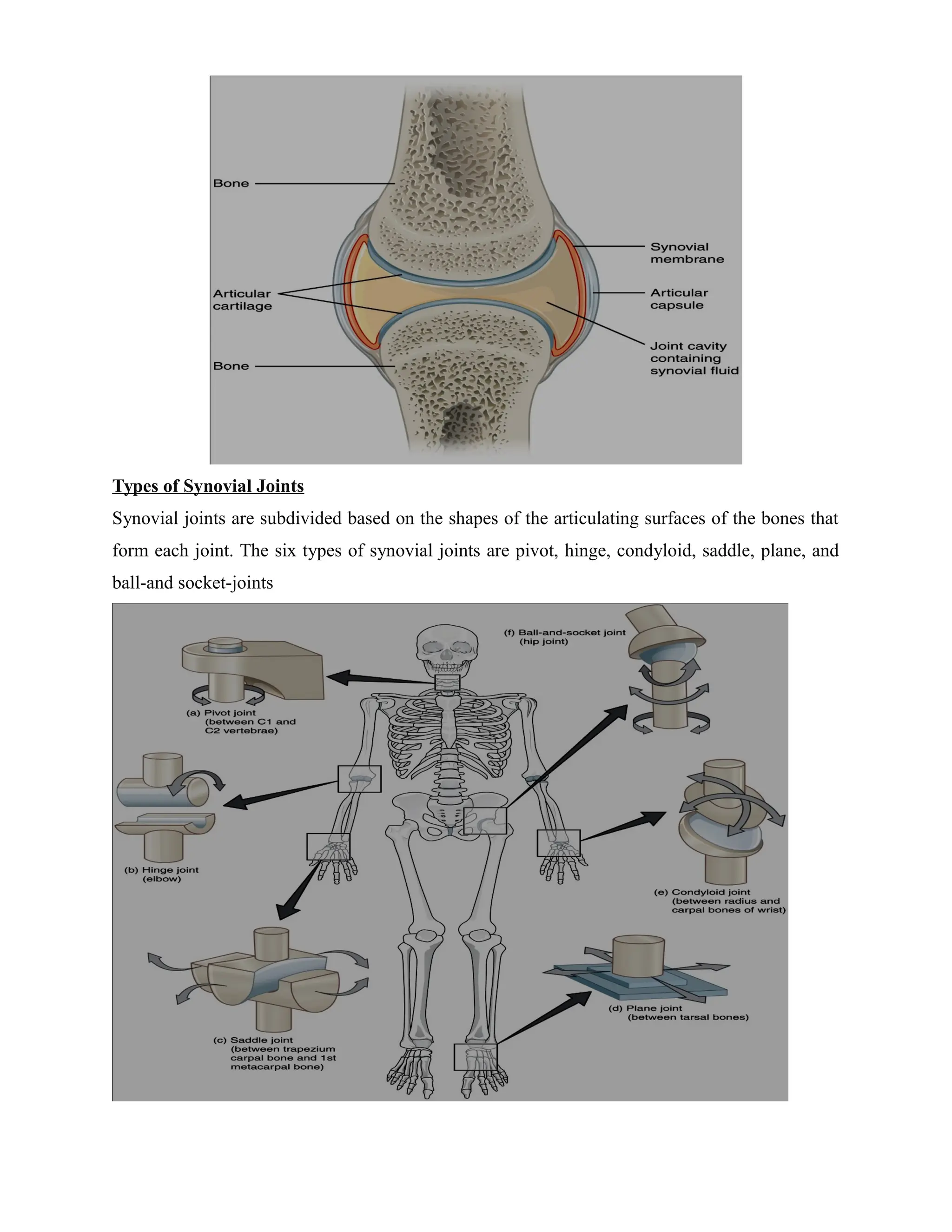 Types of Synovial Joints
Synovial joints are subdivided based on the shapes of the articulating surfaces of the bones that
form each joint. The six types of synovial joints are pivot, hinge, condyloid, saddle, plane, and
ball-and socket-joints
 