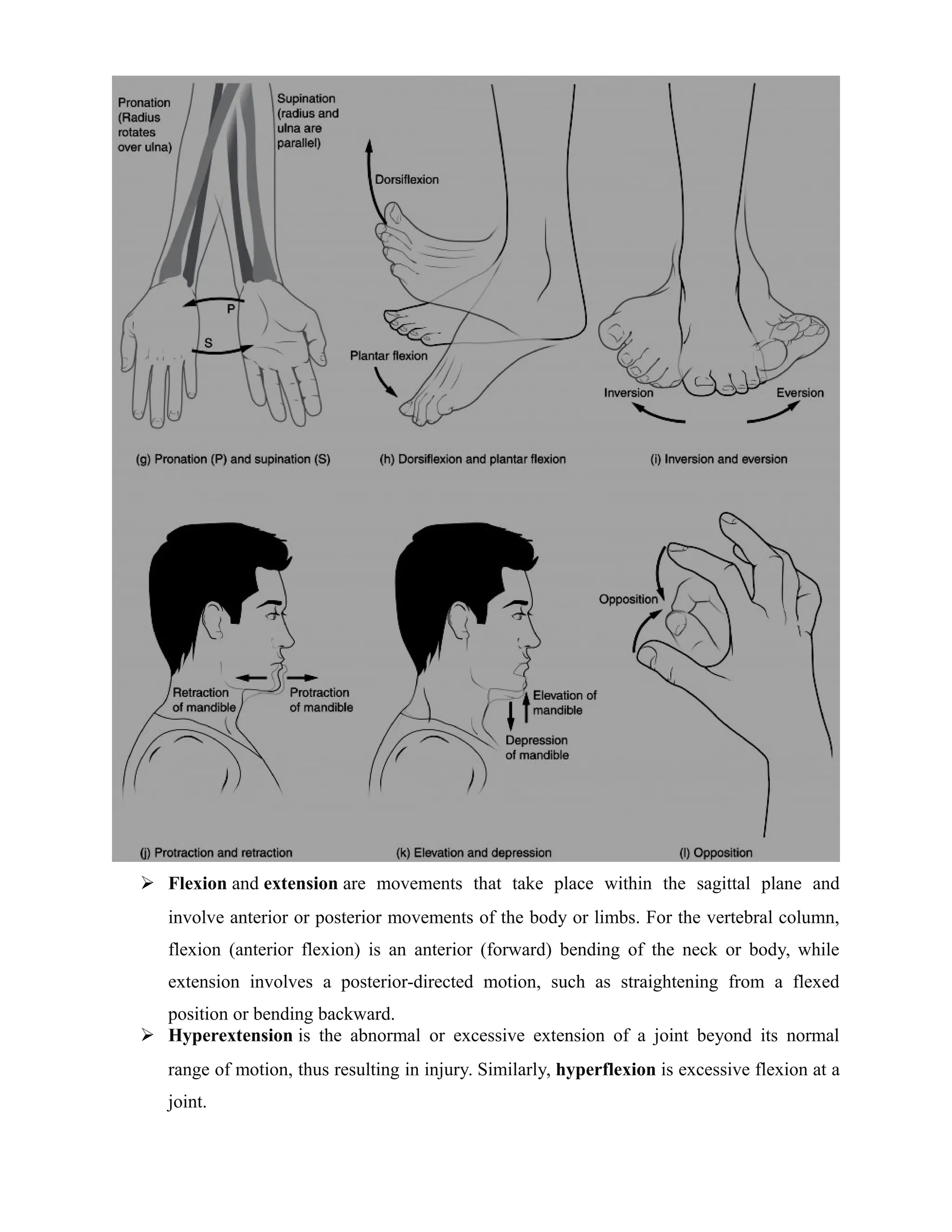  Flexion and extension are movements that take place within the sagittal plane and
involve anterior or posterior movements of the body or limbs. For the vertebral column,
flexion (anterior flexion) is an anterior (forward) bending of the neck or body, while
extension involves a posterior-directed motion, such as straightening from a flexed
position or bending backward.
 Hyperextension is the abnormal or excessive extension of a joint beyond its normal
range of motion, thus resulting in injury. Similarly, hyperflexion is excessive flexion at a
joint.
 