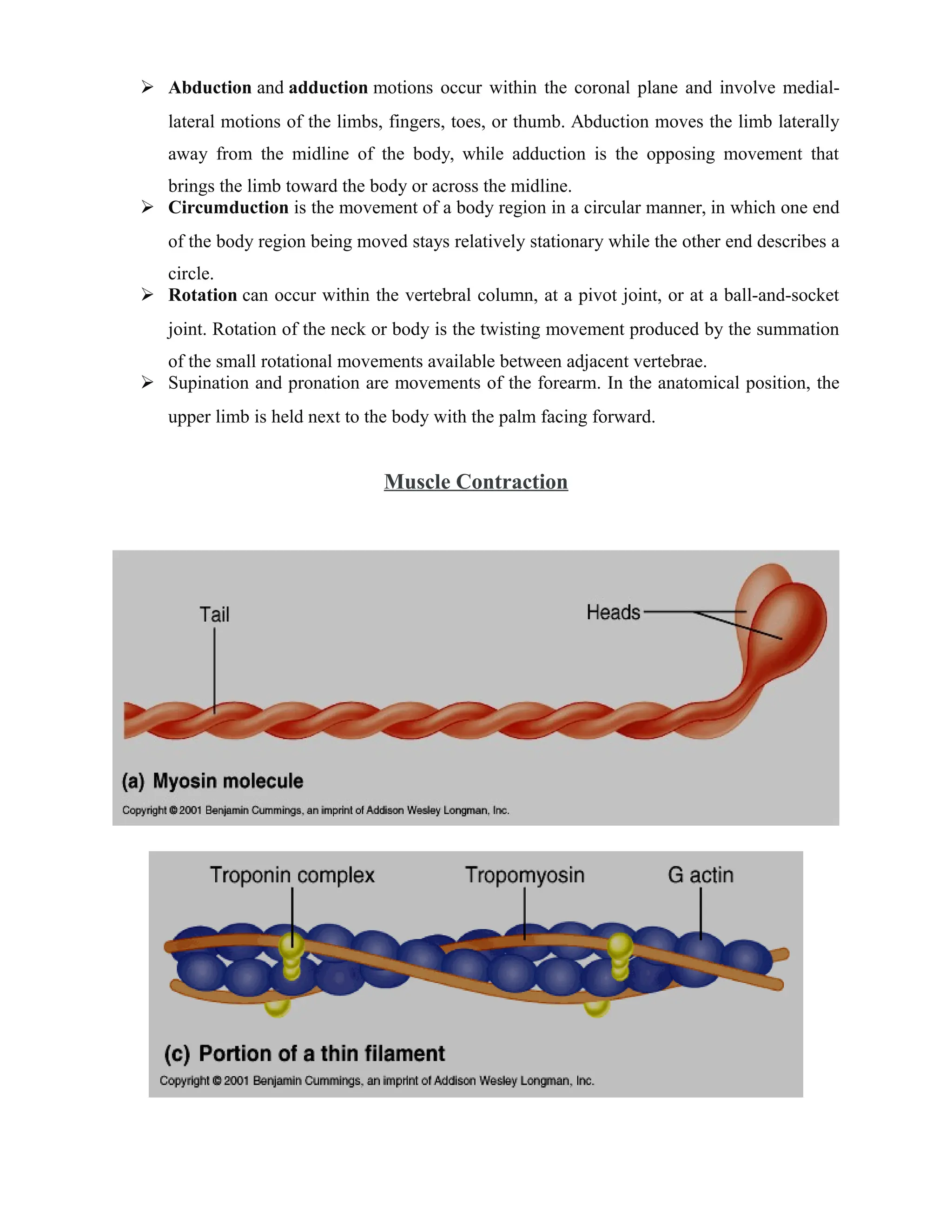  Abduction and adduction motions occur within the coronal plane and involve medial-
lateral motions of the limbs, fingers, toes, or thumb. Abduction moves the limb laterally
away from the midline of the body, while adduction is the opposing movement that
brings the limb toward the body or across the midline.
 Circumduction is the movement of a body region in a circular manner, in which one end
of the body region being moved stays relatively stationary while the other end describes a
circle.
 Rotation can occur within the vertebral column, at a pivot joint, or at a ball-and-socket
joint. Rotation of the neck or body is the twisting movement produced by the summation
of the small rotational movements available between adjacent vertebrae.
 Supination and pronation are movements of the forearm. In the anatomical position, the
upper limb is held next to the body with the palm facing forward.
Muscle Contraction
 
