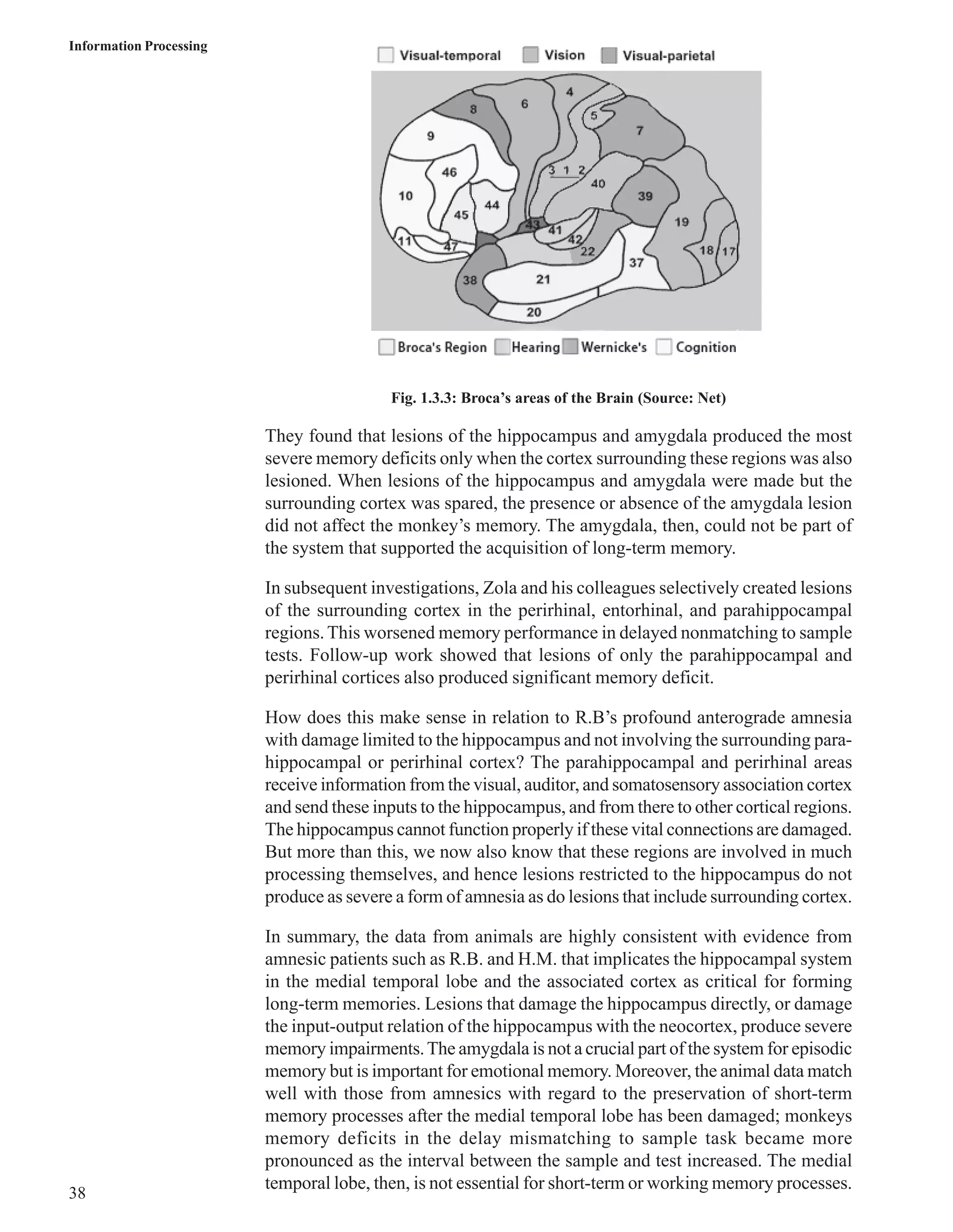 Information Processing 
38 
Fig. 1.3.3: Broca’s areas of the Brain (Source: Net) 
They found that lesions of the hippocampus and amygdala produced the most 
severe memory deficits only when the cortex surrounding these regions was also 
lesioned. When lesions of the hippocampus and amygdala were made but the 
surrounding cortex was spared, the presence or absence of the amygdala lesion 
did not affect the monkey’s memory. The amygdala, then, could not be part of 
the system that supported the acquisition of long-term memory. 
In subsequent investigations, Zola and his colleagues selectively created lesions 
of the surrounding cortex in the perirhinal, entorhinal, and parahippocampal 
regions. This worsened memory performance in delayed nonmatching to sample 
tests. Follow-up work showed that lesions of only the parahippocampal and 
perirhinal cortices also produced significant memory deficit. 
How does this make sense in relation to R.B’s profound anterograde amnesia 
with damage limited to the hippocampus and not involving the surrounding para-hippocampal 
or perirhinal cortex? The parahippocampal and perirhinal areas 
receive information from the visual, auditor, and somatosensory association cortex 
and send these inputs to the hippocampus, and from there to other cortical regions. 
The hippocampus cannot function properly if these vital connections are damaged. 
But more than this, we now also know that these regions are involved in much 
processing themselves, and hence lesions restricted to the hippocampus do not 
produce as severe a form of amnesia as do lesions that include surrounding cortex. 
In summary, the data from animals are highly consistent with evidence from 
amnesic patients such as R.B. and H.M. that implicates the hippocampal system 
in the medial temporal lobe and the associated cortex as critical for forming 
long-term memories. Lesions that damage the hippocampus directly, or damage 
the input-output relation of the hippocampus with the neocortex, produce severe 
memory impairments. The amygdala is not a crucial part of the system for episodic 
memory but is important for emotional memory. Moreover, the animal data match 
well with those from amnesics with regard to the preservation of short-term 
memory processes after the medial temporal lobe has been damaged; monkeys 
memory deficits in the delay mismatching to sample task became more 
pronounced as the interval between the sample and test increased. The medial 
temporal lobe, then, is not essential for short-term or working memory processes. 
 