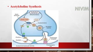 • Acetylcholine Synthesis
 