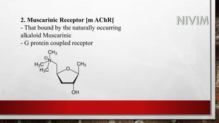 2. Muscarinic Receptor [m AChR]
- That bound by the naturally occurring
alkaloid Muscarinic
- G protein coupled receptor
 