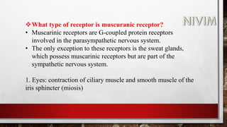 What type of receptor is muscuranic receptor?
• Muscarinic receptors are G-coupled protein receptors
involved in the parasympathetic nervous system.
• The only exception to these receptors is the sweat glands,
which possess muscarinic receptors but are part of the
sympathetic nervous system.
1. Eyes: contraction of ciliary muscle and smooth muscle of the
iris sphincter (miosis)
 
