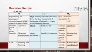 Muscarinic Receptor
 