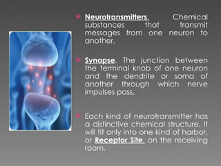 <ul><li>Neurotransmitters .  Chemical substances that transmit messages from one neuron to another. </li></ul><ul><li>Syna...