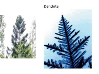 Dendrite
 