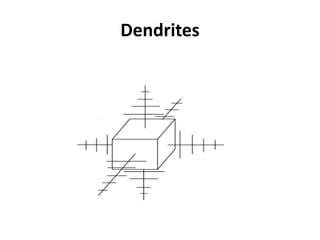 Dendrites
 