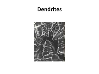 Dendrites
 