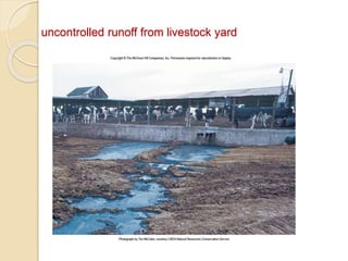 uncontrolled runoff from livestock yard
 