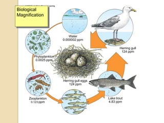 Rainbow smelt
1.04 ppm
Zooplankton
0.123 ppm
Phytoplankton
0.0025 ppm
Water
0.000002 ppm
Herring gull
124 ppm
Lake trout
4.83 ppm
Herring gull eggs
124 ppm
Biological
Magnification
 
