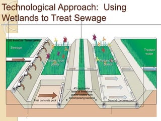 Technological Approach: Using
Wetlands to Treat Sewage
(
(
45 centimeter
layer of limestone
gravel coated with
decomposing bacteria
First concrete pool Second concrete pool
Sewage
Wetland type
plants
Wetland type
plants
Treated
water
 