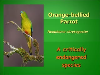 Orange-bellied Parrot Neophema chrysogaster   A critically endangered species 