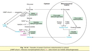 LIPID & AMINO ACID METABOLISM UNIT-III, B PHARM II SEMESTER | PPTX