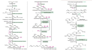 LIPID & AMINO ACID METABOLISM UNIT-III, B PHARM II SEMESTER | PPTX