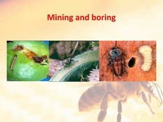 Pod Mining Insect Evolution of Resource Harvesting Organs with Resilience of Insects and ...