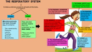 THE RESPIRATORY SYSTEM
It helps us delivery oxygen to all parts of the body.
It is madeof:
5. The BRONCHI are tubes
which carryair from the
lead to smaller airways called
BRONCHIOLES that are
connected to air sacs or
ALVEOLI.
7. The DIAPHRAGM is a
musclewhichhelpsthelungs
to move in a way necessary
for breathing.
4. LUNGS are
spongy organs
which contain
millions of tiny air
sacs called
ALVEOLI.
They are two
spongy organs
that are
protected by the
RIB CAGE.
“They are where
respiration
takes place”
3. The LARYNX
contains the vocal
cords.
Air enters and exits
the body through
this. It contains:
- The nasalcavity.
- Pharynx.
- Larynx.
- Trachea.
- Bronchi.
- Bronchioles.
Airway Lungs
2. The PHARYNX
allows theair to
flow from the
mouth and
nose to the
lungs.
4.TheTRACHEA orWINDPIPE
is a rigid tube which carries
air to the bronchi.
1. THE NASAL CAVITYheats,
moistensandfilterstheair
that comes into the body.
trachea to the lungs. They
 