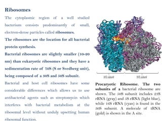Microbial Ribosome Unit-4 Architecture of Microbial Cell.pptx