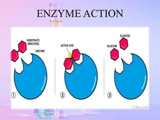 Enzyme Pg unit-4 enzymes by poonam9 Pgdiploma.pptx