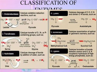 1. Oxidoreductases
Catalyze oxidation/reduction reactions
Oxidation is the loss of electronsor an
increase in the oxidat...