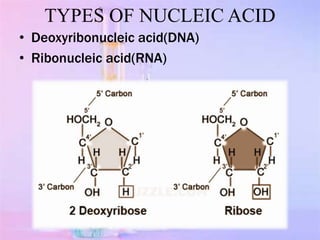 NUCLEOTIDES
• Energy rich compounds that drive meta bolic process in
cell
• Serve as chemical signals,key links in cellila...
