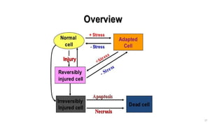 Unit-4 Trauma and Cell Injury pathophysiology.pptx