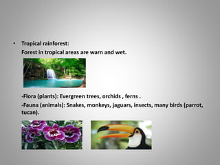 • Tropical rainforest:
Forest in tropical areas are warn and wet.
-Flora (plants): Evergreen trees, orchids , ferns .
-Fauna (animals): Snakes, monkeys, jaguars, insects, many birds (parrot,
tucan).
 