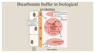 Bicarbonate buffer in biological
systems
 
