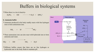 When there is a rise in basicity-
H2PO4
-
+ OH-
H2O + HPO4
-2
b. Ammonia buffer
Ammonia produced in the body readily reacts with free hydrogen
ions to form ammonium ions.
NH3 + H+
NH4
+
These ammonium ions can also react with hydroxide ions to form
ammonia and water.
NH4
+
+ OH-
NH3 + H2O
Different buffers ensure that there are no free hydrogen or
hydroxide ions in the body fluids to maintain pH.
 
