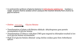 • In contrast,the synthesis of glycine betaine in Arthrobacter globitormis involves a
single enzyme choline oxidase which catalyses the reaction directly from choline to
glycine betaine
• Choline choline oxidase Glycine Betaine
• Transformation of plants with Betaine aldehyde dehydrogenase gene permits
accumulation of glycine betaine
• Transformation of tobacco with plant CMO gene targeted to chloroplast resulted in low
level glycine betaine accumulation
• High level glycine betaine obtained using choline oxidase gene from Arthrobacter
species
 