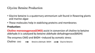 Glycine Betaine Production
• Glycine betaine is a quaternary ammonium salt found in flowering plants
and marine algae
• These molecules help in stabilizing proteins and membranes
Production:
Choline monooxygenase(CMO) assist in conversion of choline to betaine
aldehyde.It is catalyzed by betaine aldehyde dehydrogenase(BADH)
The enzymes CMO and BADH –induced by osmotic stress
Choline CMO Betaine aldehyde BADH Glycine Betaine
 