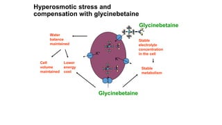 Hyperosmotic stress and
compensation with glycinebetaine
K+
Water
balance
maintained
Cell
volume
maintained
Lower
energy
cost
Stable
metabolism
Stable
electrolyte
concentration
in the cell
Glycinebetaine
K+
Glycinebetaine
N C C
C
C
C
O
O
H
H
H
H
H
H
H
H
H H
H
+ -
 