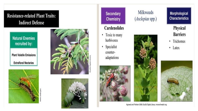 Plant Stress and Herbivory, Consequences of Herbivory to Plant Fitness ...
