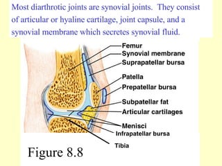 Figure 8.8 Most diarthrotic joints are synovial joints.  They consist  of articular or hyaline cartilage, joint capsule, and a  synovial membrane which secretes synovial fluid. Tibia Infrapatellar bursa 