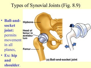 Types of Synovial Joints (Fig. 8.9) Ball-and-socket joint:  permits movement in all planes,  Ex: hip and shoulder . 