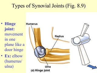 Hinge joint:  movement in one plane like a door hinge Ex:  elbow (humerus/ ulna) Types of Synovial Joints (Fig. 8.9) 