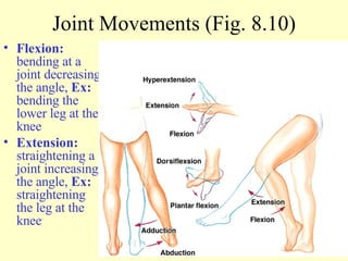 Joint Movements (Fig. 8.10) Flexion:  bending at a joint decreasing the angle,  Ex:  bending the lower leg at the knee Extension:  straightening a joint increasing the angle,  Ex:  straightening the leg at the knee 