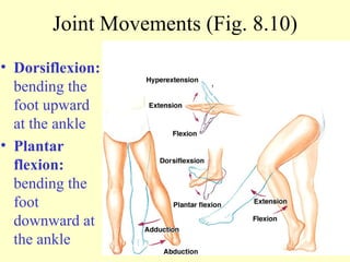 Dorsiflexion:  bending the foot upward at the ankle Plantar flexion:  bending the foot downward at the ankle Joint Movements (Fig. 8.10) 