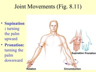 Supination:  turning the palm upward Pronation:  turning the palm downward Joint Movements (Fig. 8.11) 