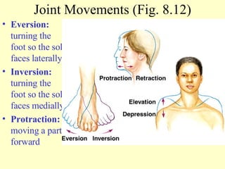 Eversion:  turning the foot so the sole faces laterally Inversion:  turning the foot so the sole faces medially Protraction:  moving a part forward Joint Movements (Fig. 8.12) 