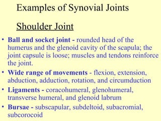 Examples of Synovial Joints Ball and socket joint -  rounded head of the humerus and the glenoid cavity of the scapula; the joint capsule is loose; muscles and tendons reinforce the joint. Wide range of movements  - flexion, extension, abduction, adduction, rotation, and circumduction Ligaments -  coracohumeral, glenohumeral, transverse humeral, and glenoid labrum Bursae -  subscapular, subdeltoid, subacromial, subcorocoid  Shoulder Joint 