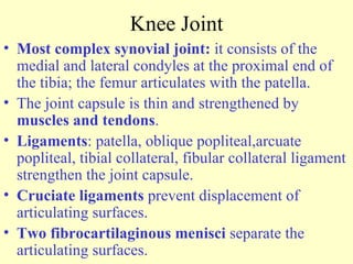 Knee Joint Most complex synovial joint:  it consists of the medial and lateral condyles at the proximal end of the tibia; the femur articulates with the patella. The joint capsule is thin and strengthened by  muscles and tendons . Ligaments : patella, oblique popliteal,arcuate popliteal, tibial collateral, fibular collateral ligament strengthen the joint capsule. Cruciate ligaments  prevent displacement of articulating surfaces. Two fibrocartilaginous menisci  separate the articulating surfaces. 