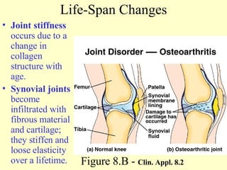 Life-Span Changes Joint stiffness  occurs due to a change in collagen structure with age. Synovial joints  become infiltrated with fibrous material and cartilage; they stiffen and loose elasticity over a lifetime. Figure 8.B -  Clin. Appl. 8.2 