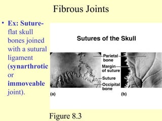 Fibrous Joints Ex: Suture-  flat skull bones joined with a sutural ligament ( synarthrotic  or  immoveable  joint).  Figure 8.3 