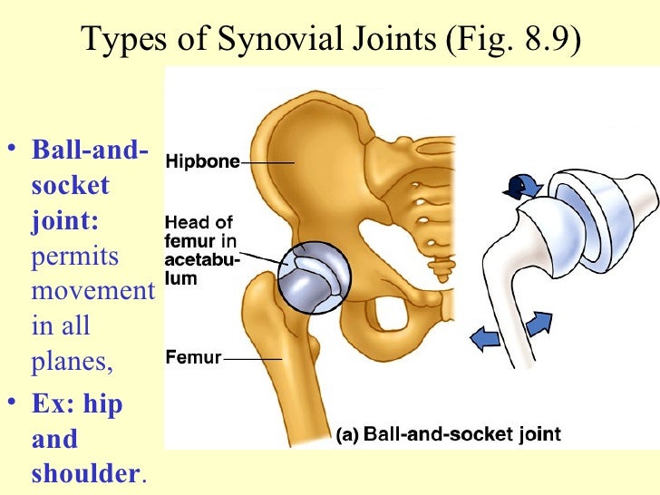 [36+] Example Of Synovial Ball And Socket Joint