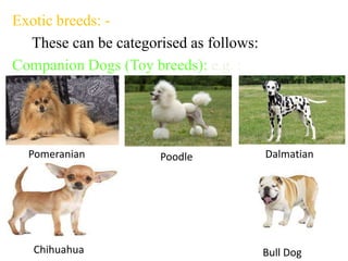 Exotic breeds: -
These can be categorised as follows:
Companion Dogs (Toy breeds): e.g. :
Pomeranian Poodle Dalmatian
Chihuahua Bull Dog
 