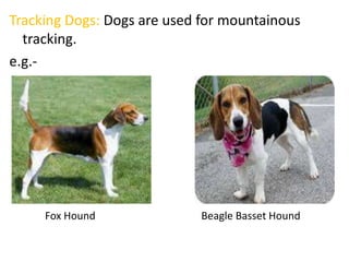 Tracking Dogs: Dogs are used for mountainous
tracking.
e.g.-
Fox Hound Beagle Basset Hound
 
