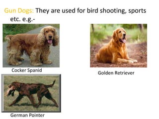 Gun Dogs: They are used for bird shooting, sports
etc. e.g.-
Cocker Spanid
Golden Retriever
German Pointer
 