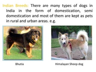 Indian Breeds: There are many types of dogs in
India in the form of domestication, semi
domestication and most of them are kept as pets
in rural and urban areas. e.g.
Bhutia Himalayan Sheep dog
 