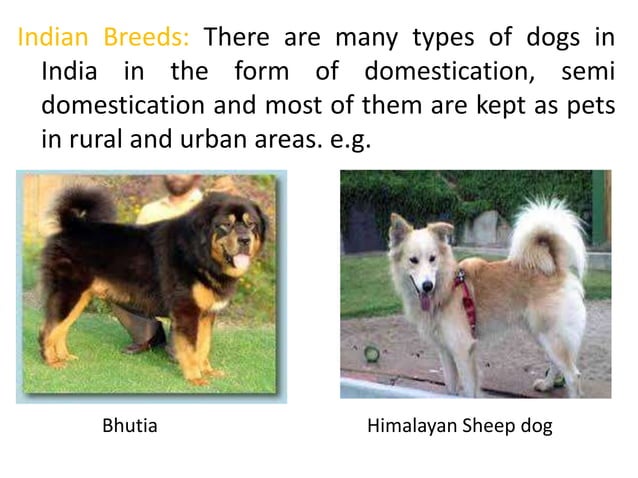 Unit-8_Classification_of_breeds_and_breeding_of_dogs.pptx | Dogs | Pets