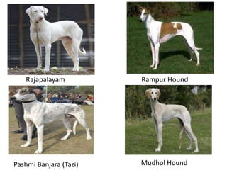 Rajapalayam Rampur Hound
Pashmi Banjara (Tazi) Mudhol Hound
 